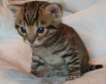 Cute Little Toyger Kitten