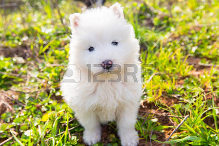 Cute Samoyed Puppy Looking At Camera