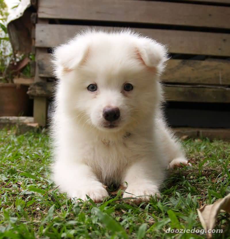 Cute Samoyed Puppy Sitting On Grass