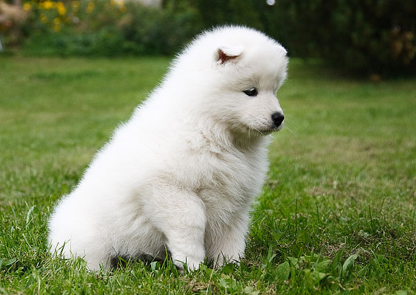 Cute Samoyed Puppy Sitting