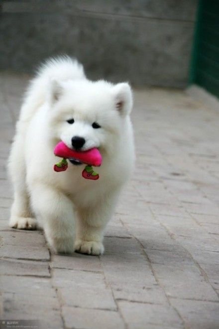 Cute Samoyed Puppy Walking