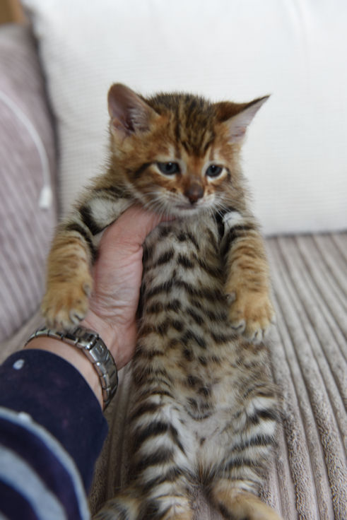 Cute Toyger Kitten In Hand