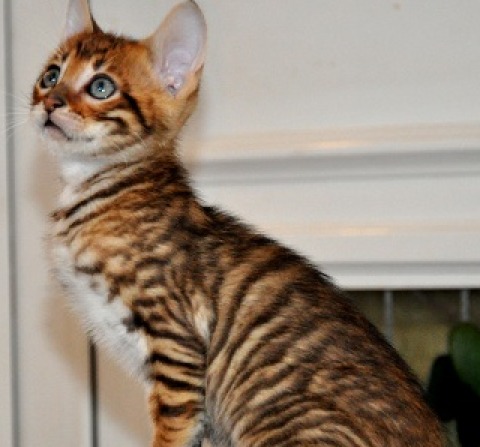 Cute Toyger Kitten