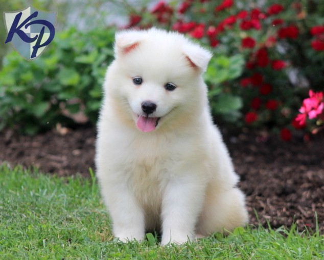 Cute White Samoyed Puppy Sitting On Grass