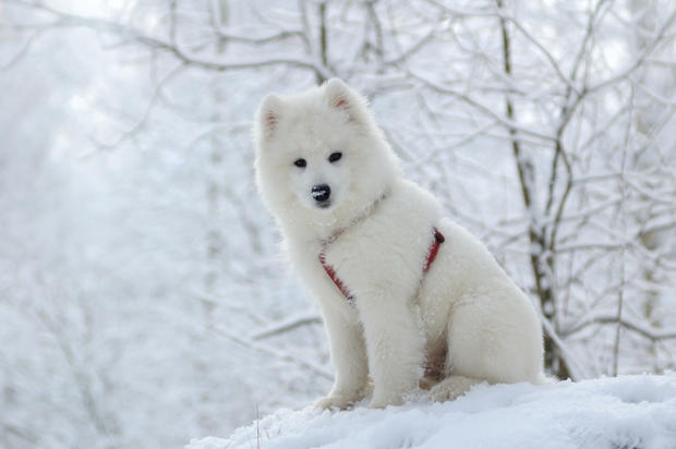 Cute Young Samoyed Dog Sitting On Snow