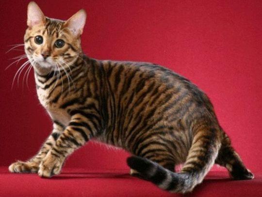 Dark Golden Toyger Cat