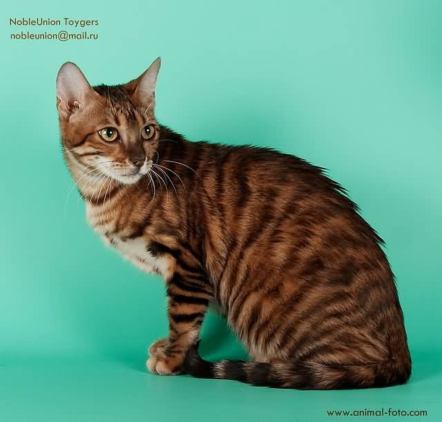 Dark Red Toyger Cat Sitting Down