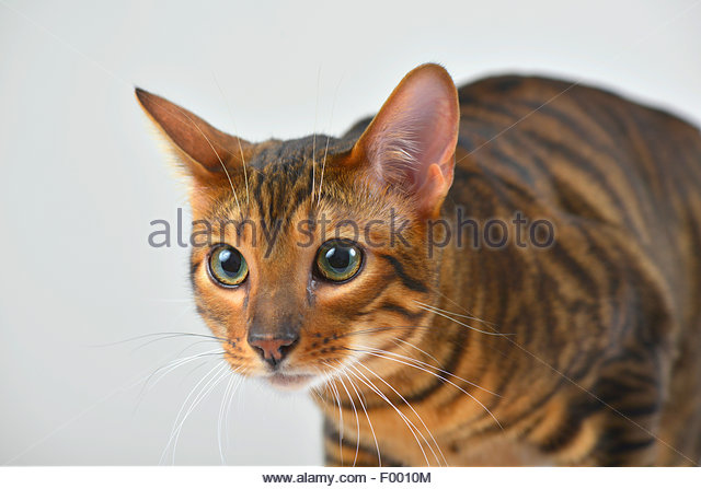 Dark Toyger Cat Face