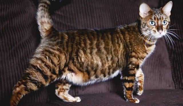 Female Toyger Cat Picture