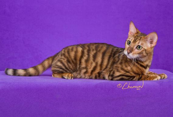 Female Toyger Cat Sitting On Purple