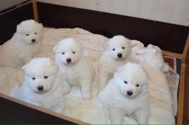 Five Cute Samoyed Puppies