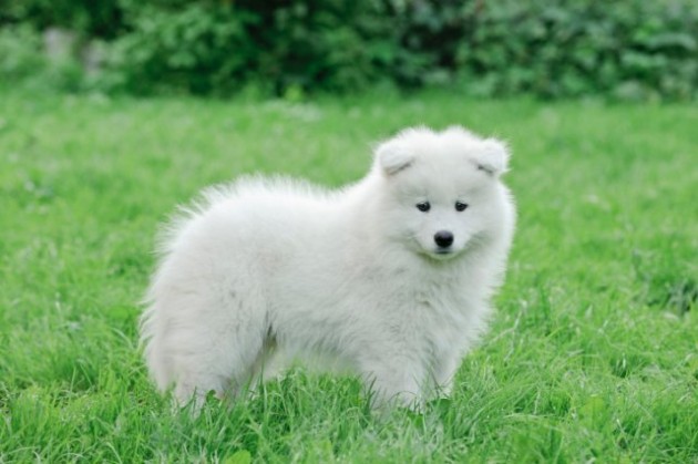 Fluffy Samoyed Puppy In Lawn