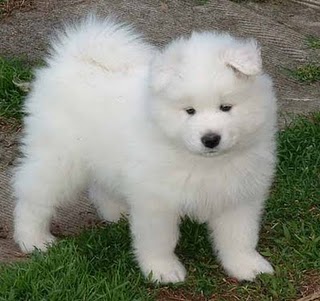 Fluffy Samoyed Puppy