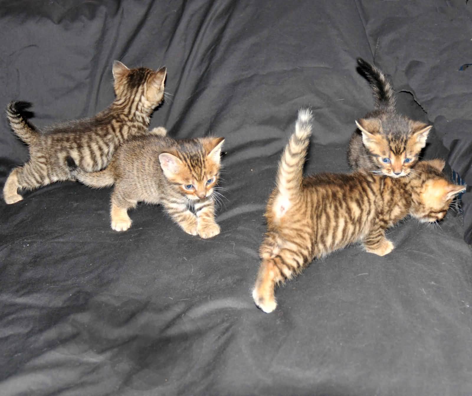 Four Cute Little Toyger Kittens