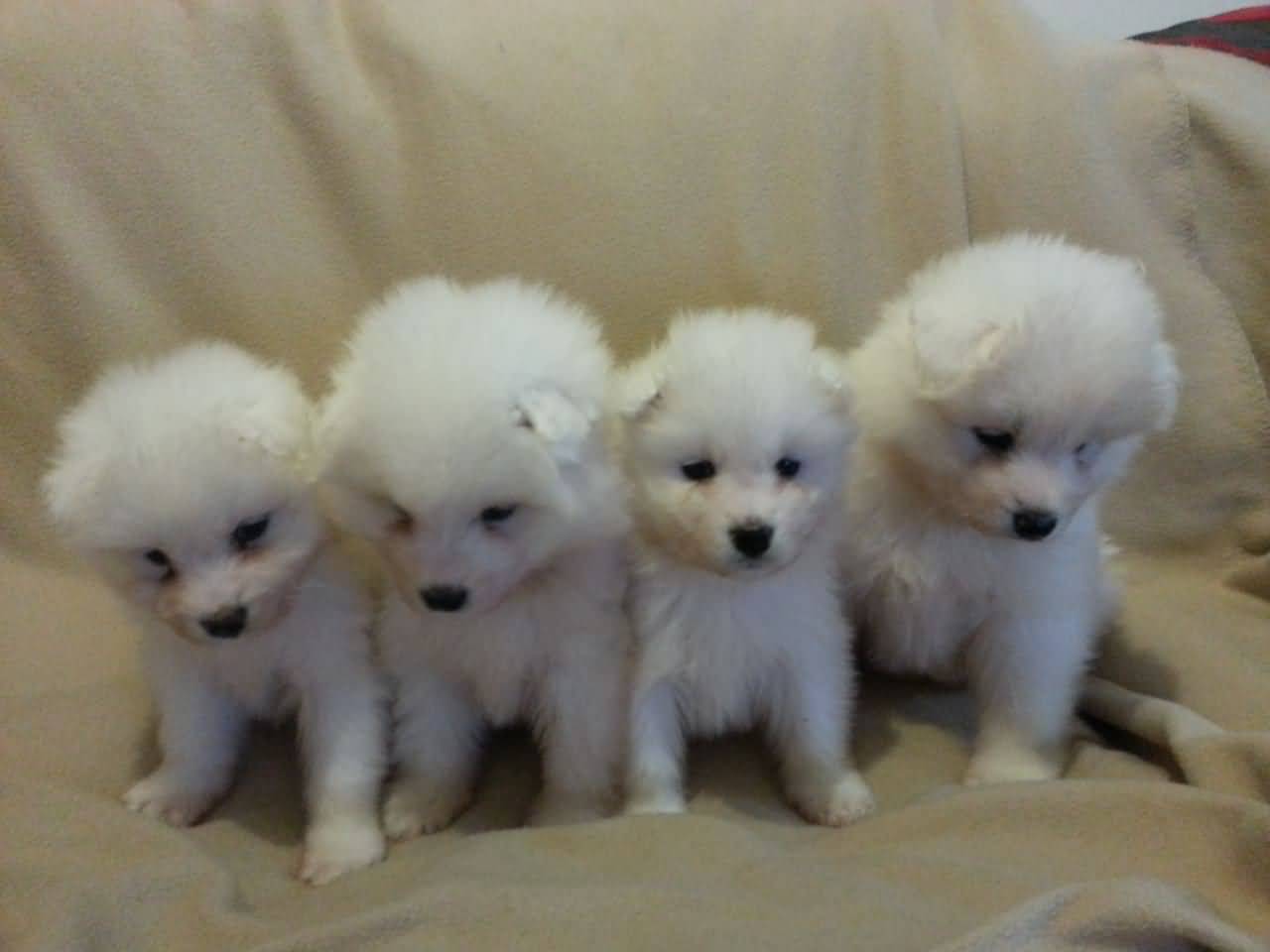 Four Cute Samoyed Puppies