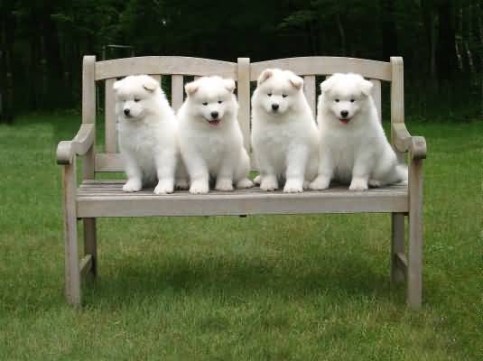 Four Samoyed Puppies Sitting On Bench In Park