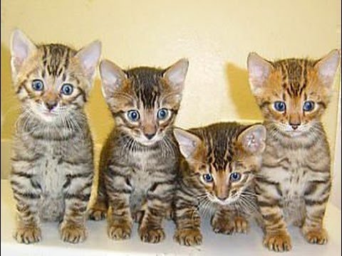 Four Toyger Kittens Picture