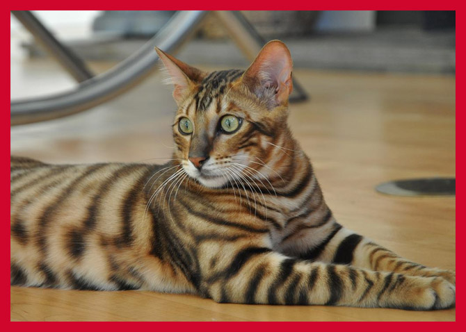 Full Grown Adult Toyger Cat Picture