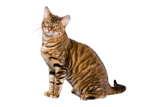 Full Grown Beautiful Toyger Cat Sitting