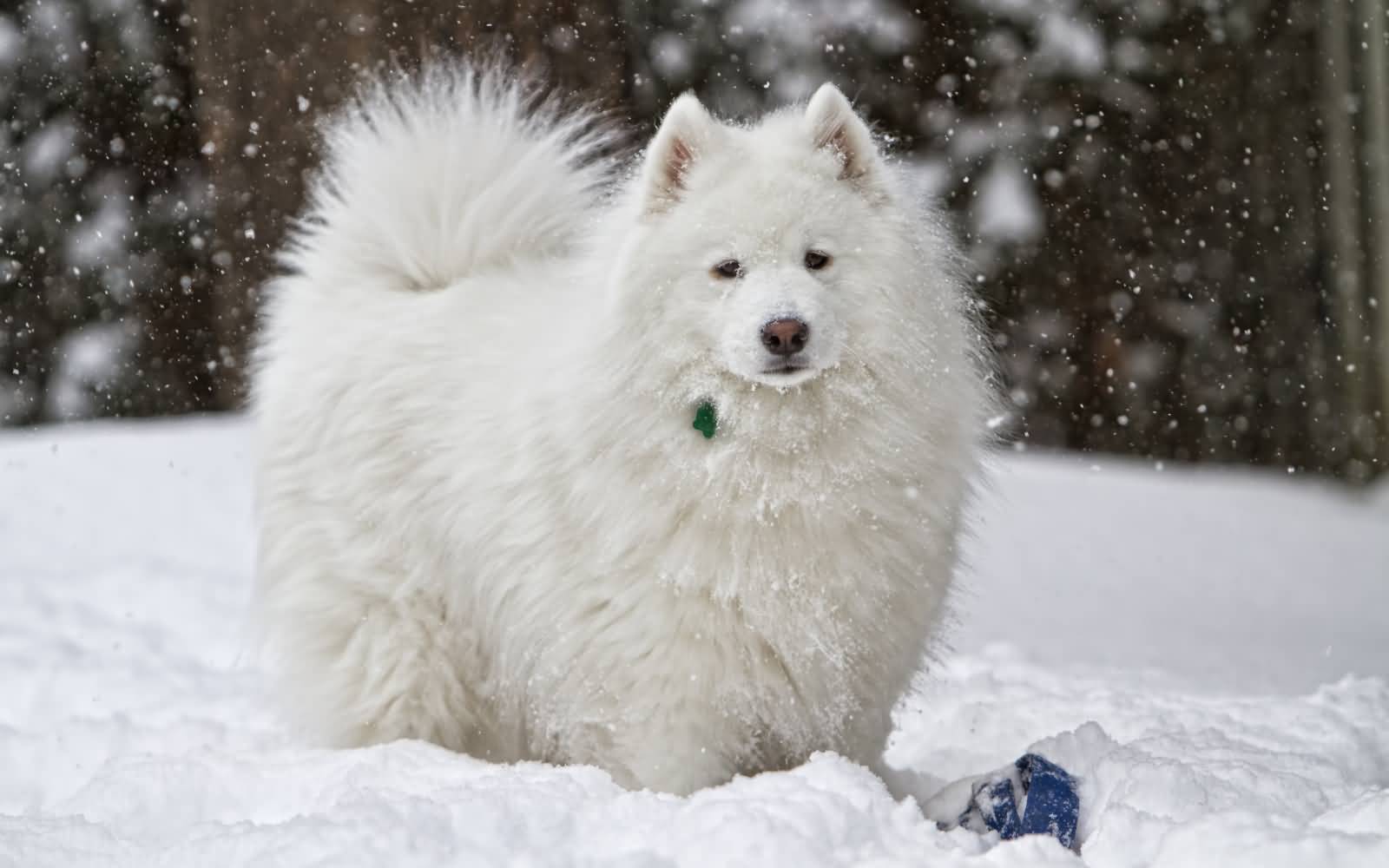 Full Grown Samoyed Dog In Snow