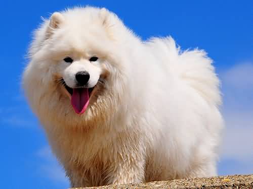 Full Grown Samoyed Dog Picture