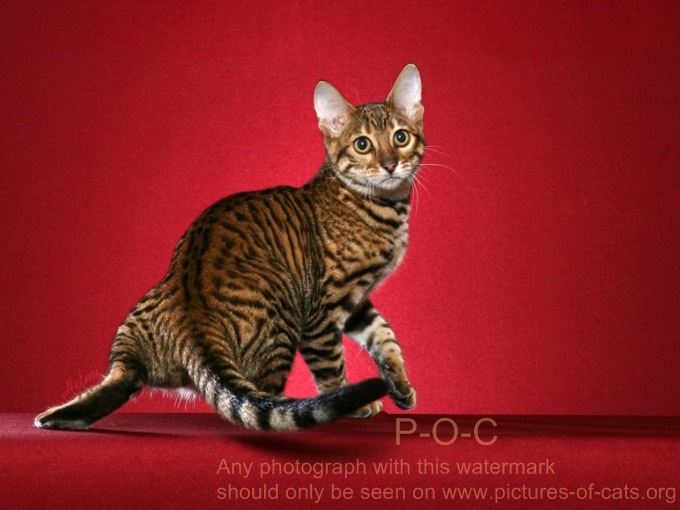 Full Grown Toyger Cat Looking Back