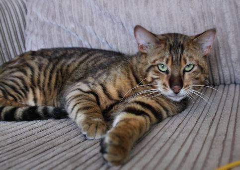 65 Adorable Toyger Cat Pictures And Photos