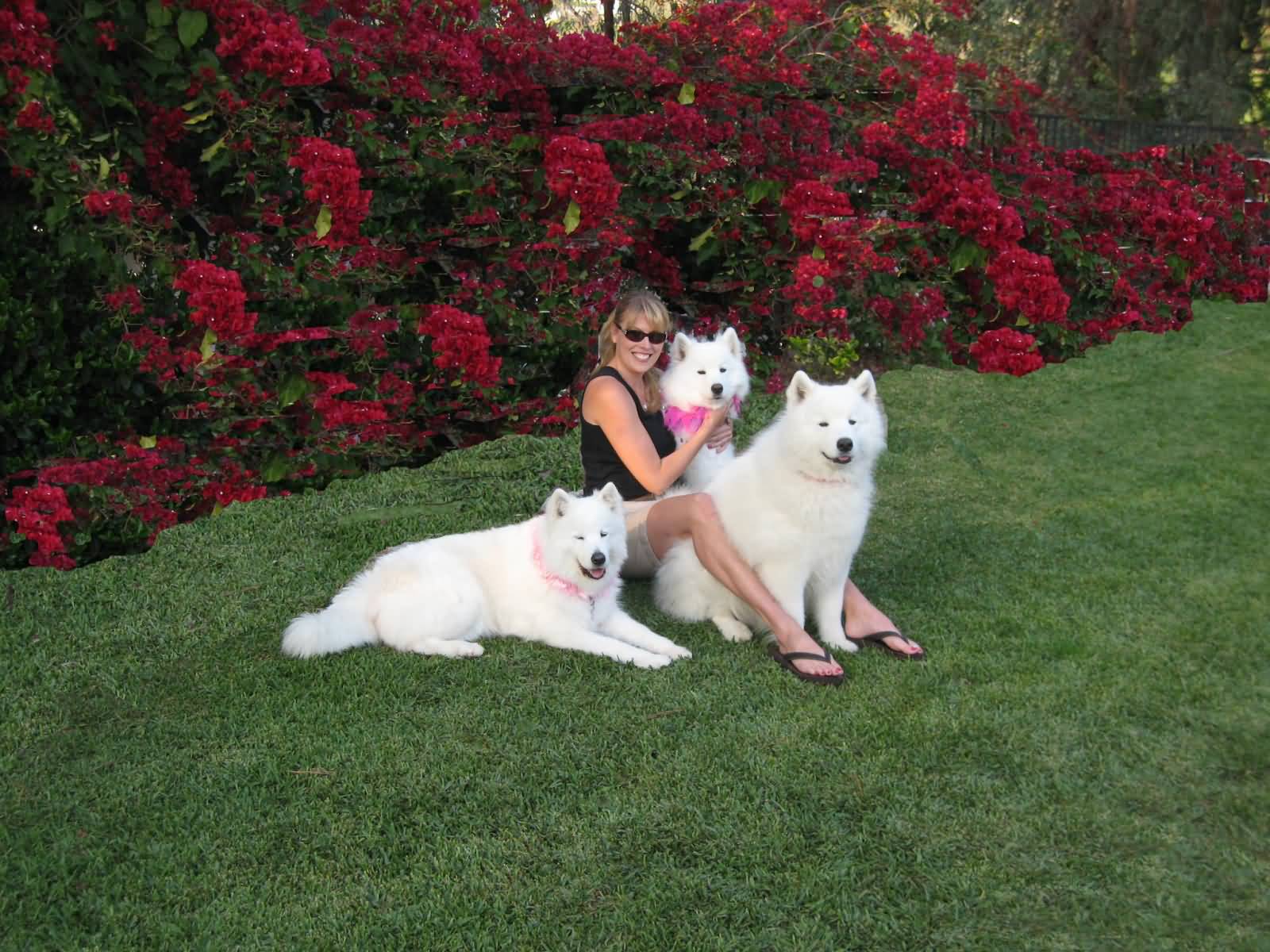 Girl Sitting With Three Samoyed Dogs