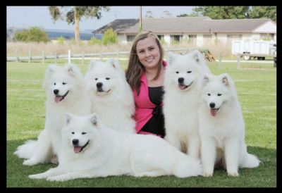 Girl With Group Of Samoyed Dogs