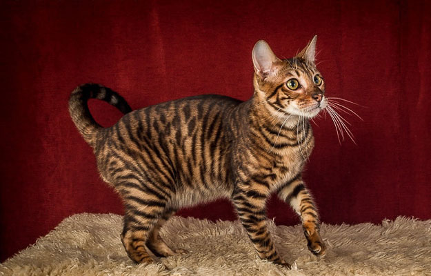 Gold Toyger Cat With Black Stripes