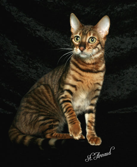 Golden Toyger Cat Picture