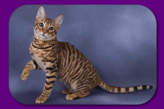 Golden Toyger Cat With Black Stripes