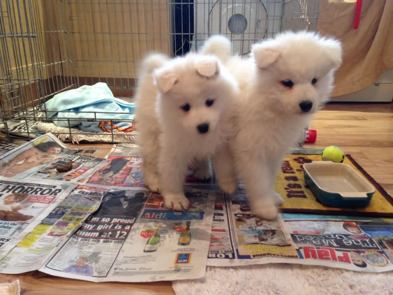 Gorgeous 8 Weeks Old Samoyed Puppies