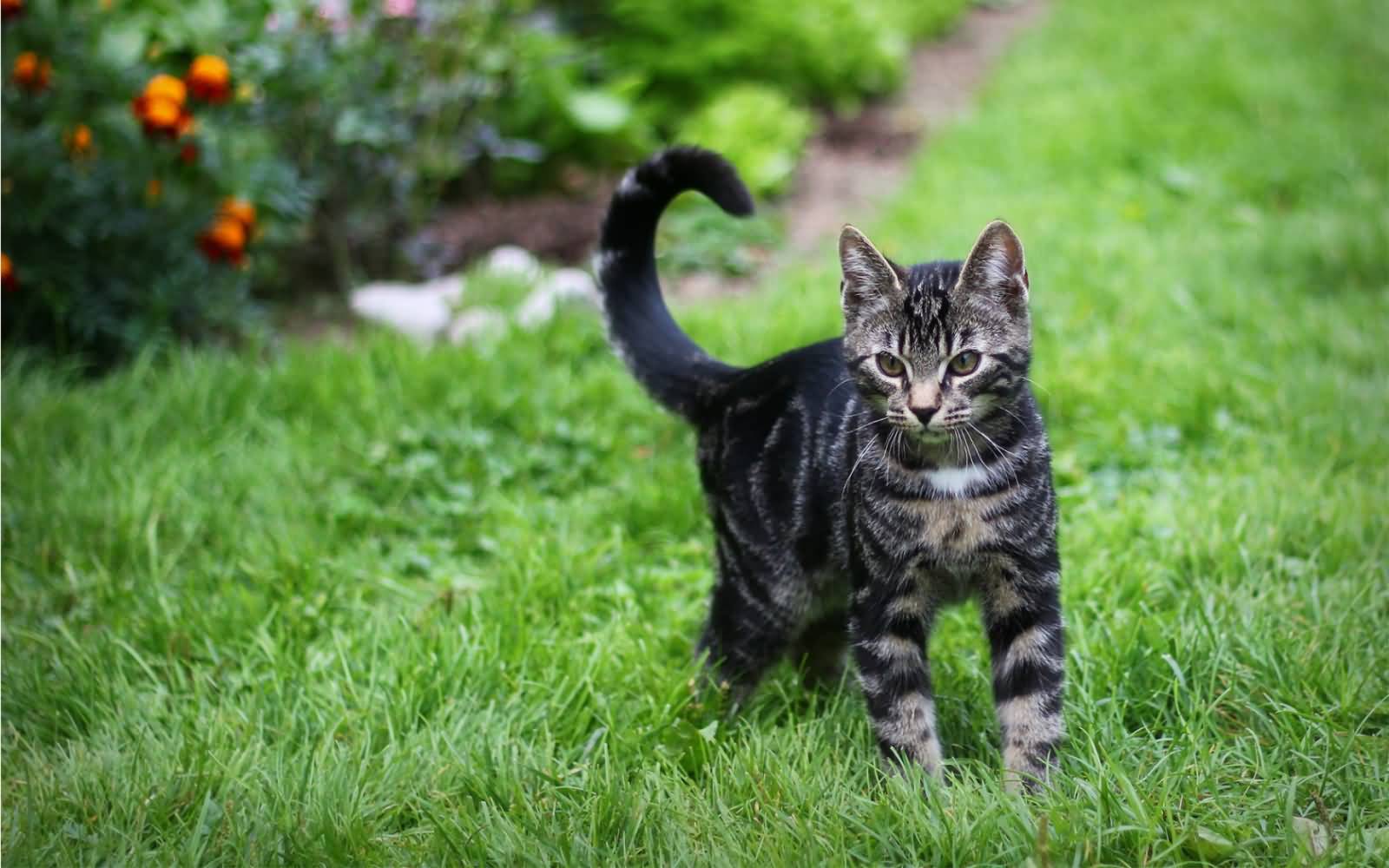 Gray Toyger Kitten Walking In Grass