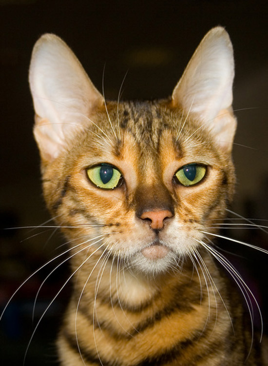 Green Eyed Toyger Cat Face