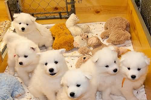 Group Of Beautiful Samoyed Puppies