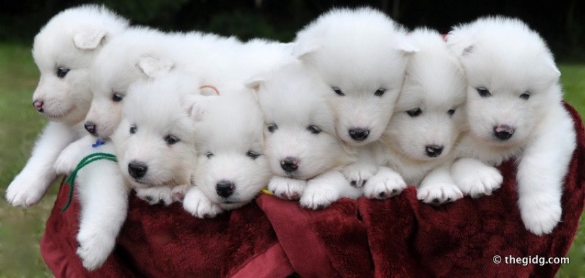 Group Of Samoyed Puppies In Basket