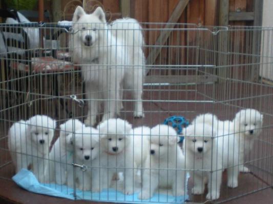 Group Of Samoyed Puppies In Cage