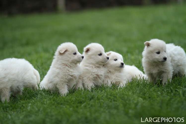 Group Of Samoyed Puppies In Garden