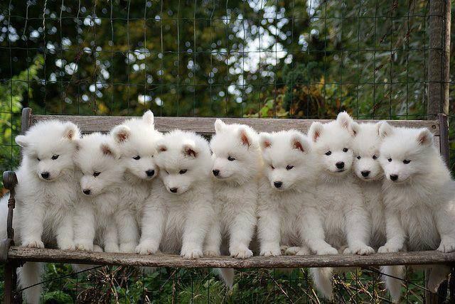 Group Of Samoyed Puppies Posing For Photograph