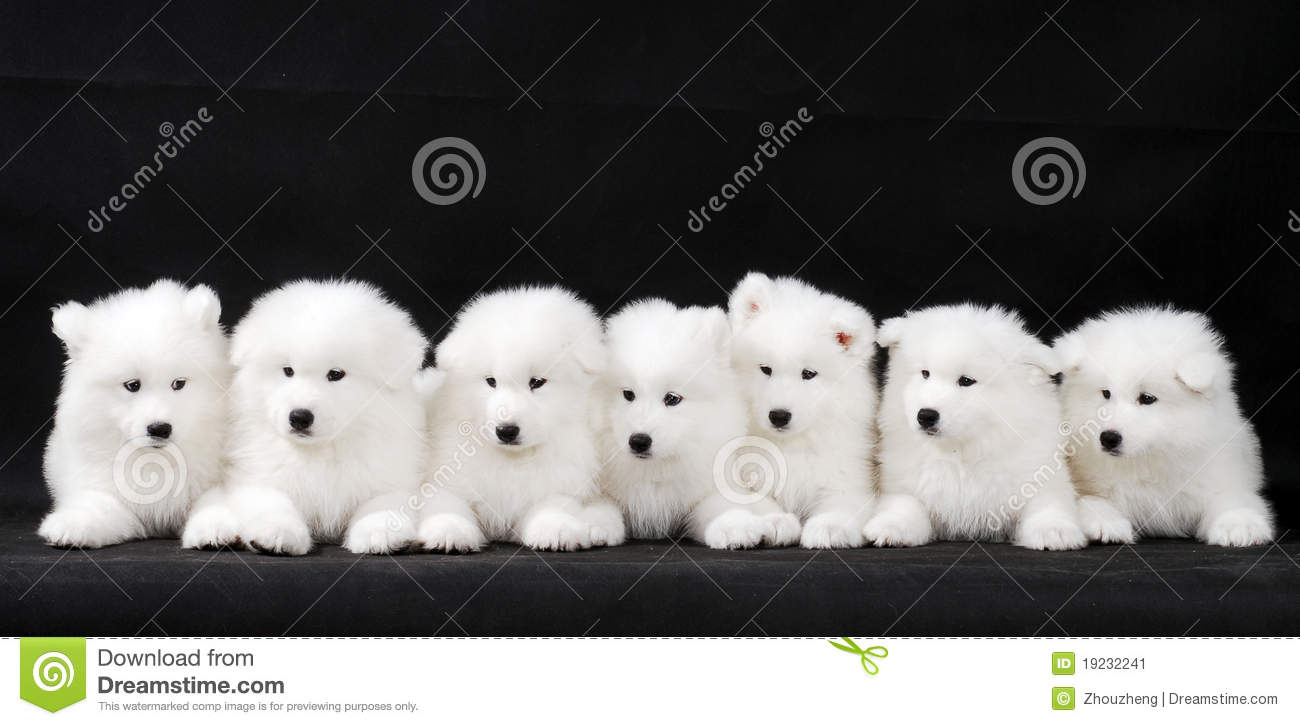 Group Of Samoyed Puppies Posing