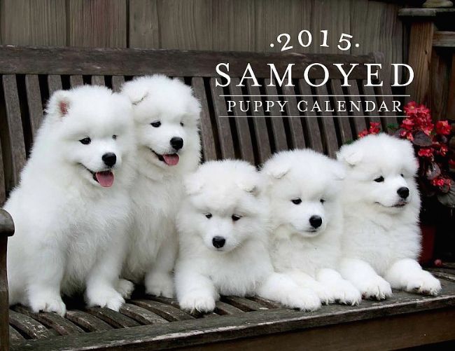 Group Of Samoyed Puppies Sitting On Bench