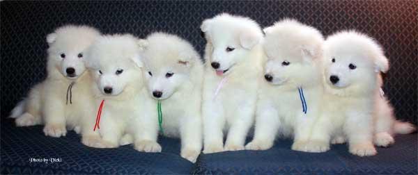 Group Of Samoyed Puppies