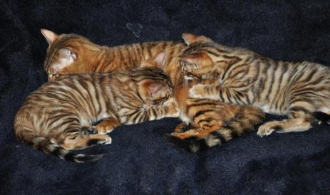 Group Of Toyger Cats Sleeping