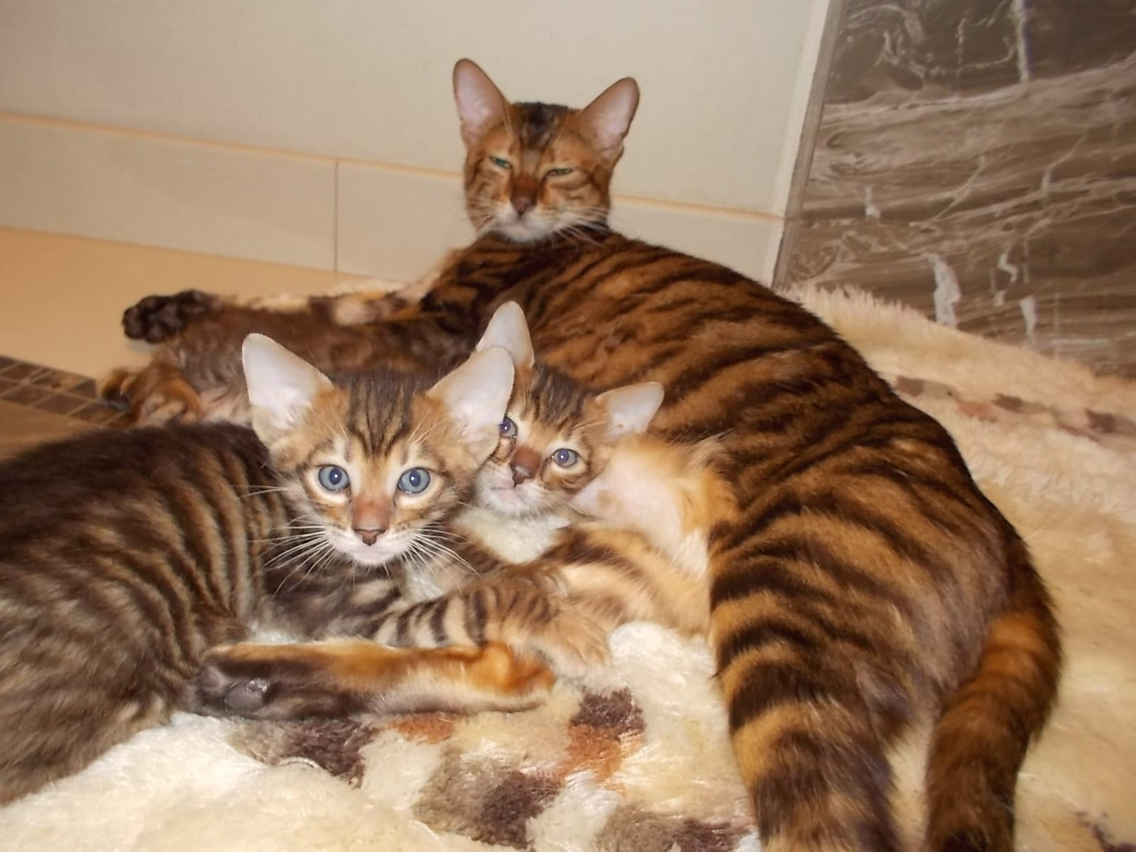 Group Of Toyger Cats