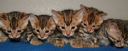 Group Of Toyger Kittens Picture