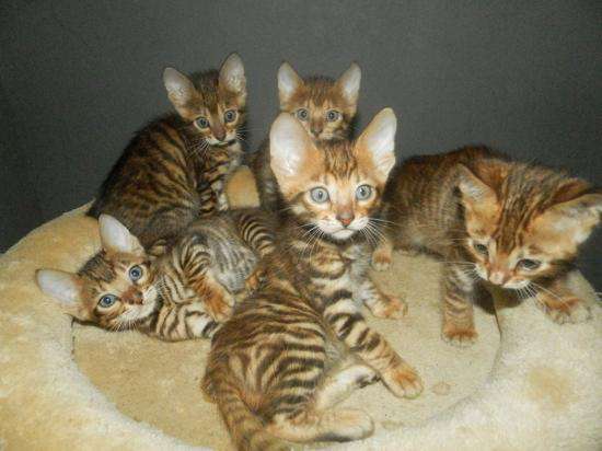 Group Of Toyger Kittens