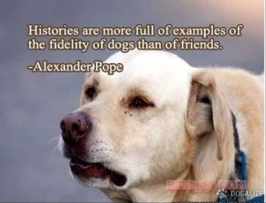 Histories are more full of examples of the fidelity of dogs than of friends. Alexander Pope