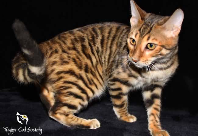 Incredible Picture Of Toyger Cat