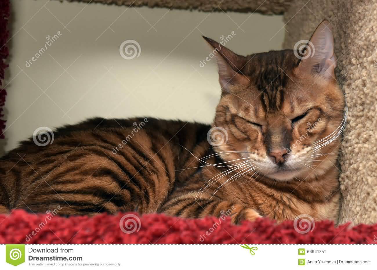 Lazy Toyger Cat Picture